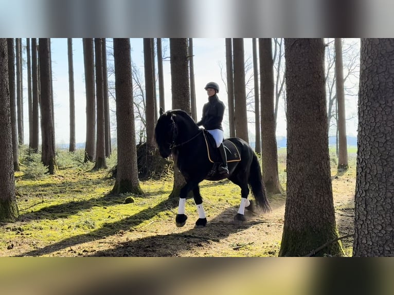 Mobiler Reitunterricht und Beritt 