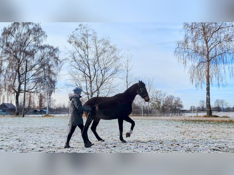 Mobiler Reitunterricht und Beritt - klassisch-barock 