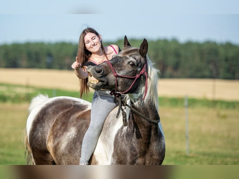 Mobiler Reitunterricht/Bodenarbeit und Freiarbeit