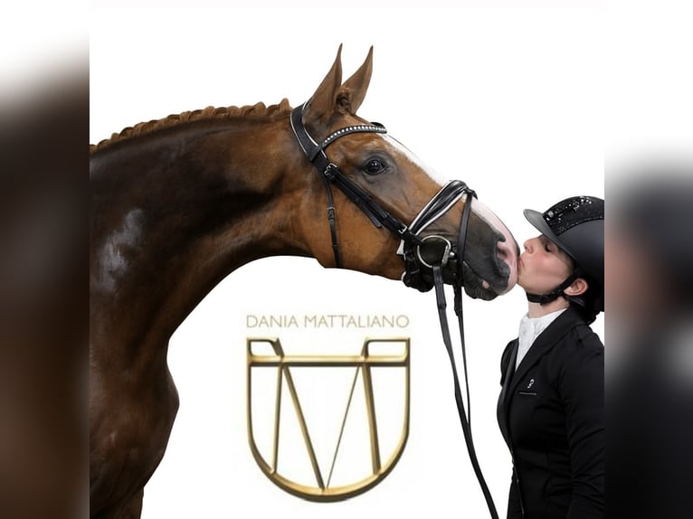 !!ONLINE DRESSUR REITUNTERRICHT!!