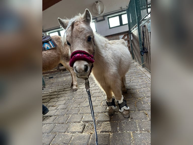 Online Reitunterricht