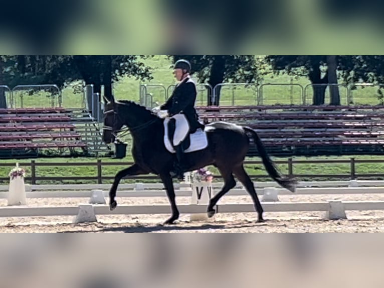 Reiten lernen auf höchstem Niveau – dort, wo andere Urlaub machen