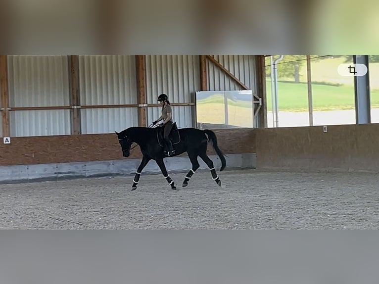 Reitunterricht Dressur gesucht
