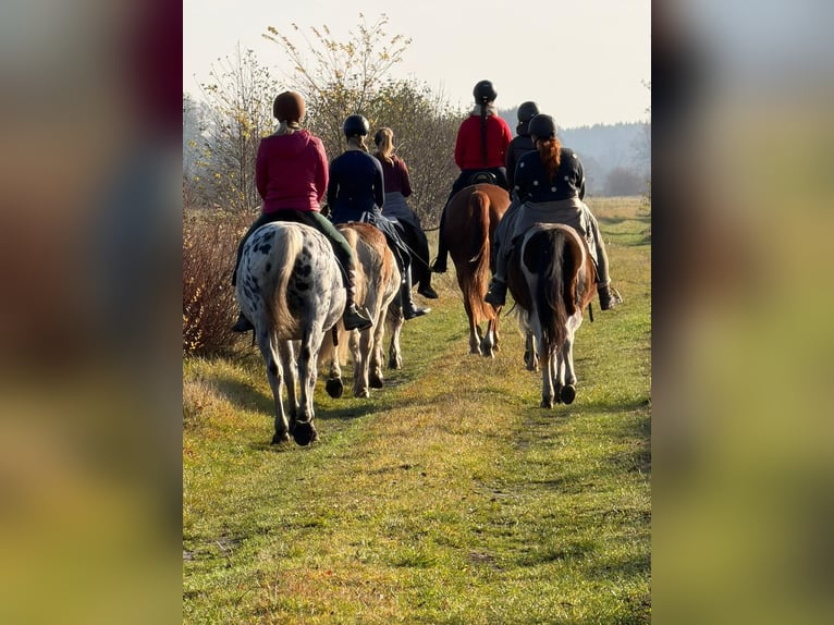 Reitunterricht für Erwachsene