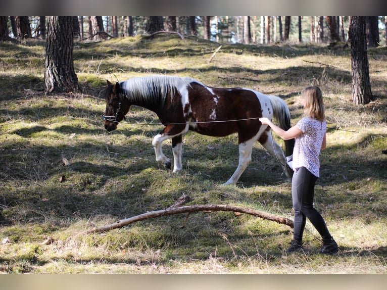 Reitunterricht für Erwachsene