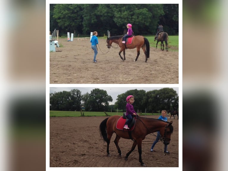 Reitunterricht für Kinder und Erwachsene! Freizeit Pferd Pony