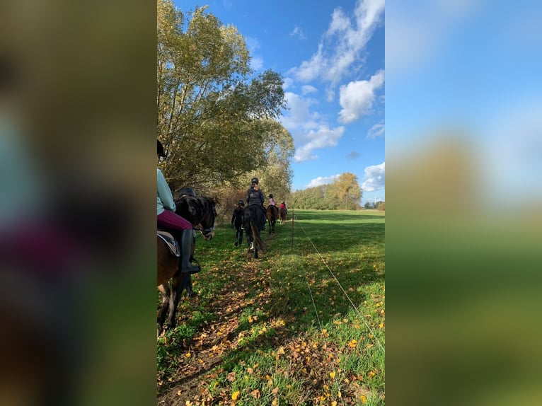 Reitunterricht für Kinder und Erwachsene! Freizeit Pferd Pony