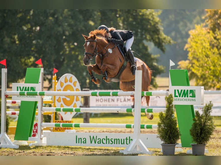 Reitunterricht für Kinder und Erwachsene! Freizeit Pferd Pony