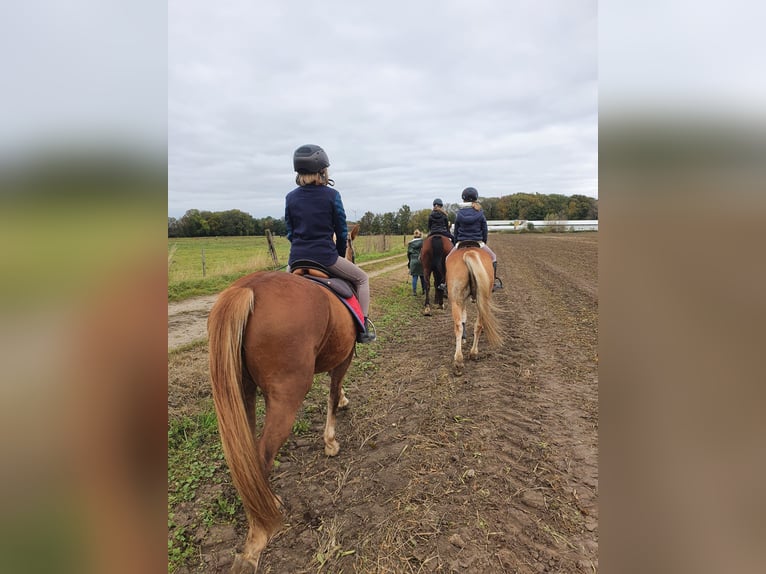 Reitunterricht für Kinder und Erwachsene! Freizeit Pferd Pony