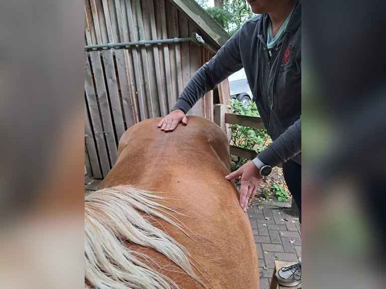 Reitunterricht & ganzheitliche Pferdetherapie - mobil