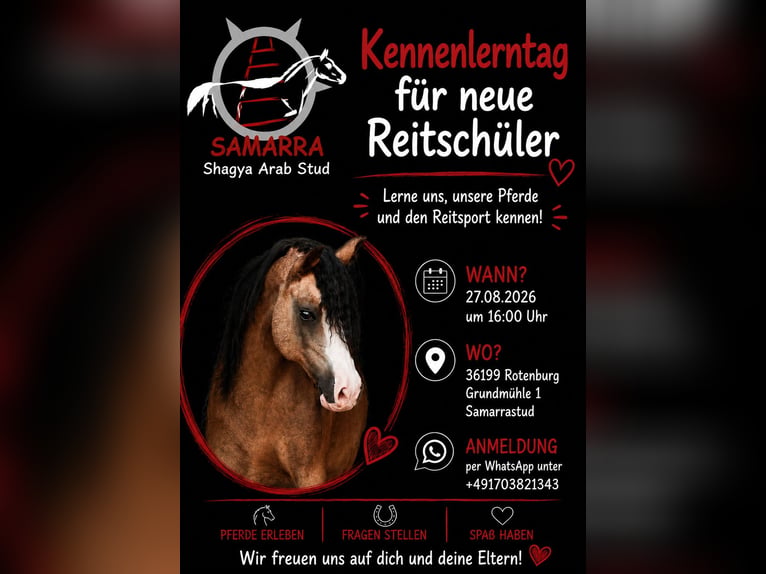 Reitunterricht