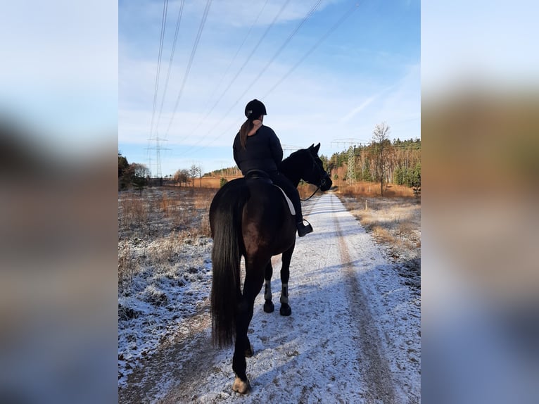 Reitunterricht Kinder Einstieg in den Reitsport