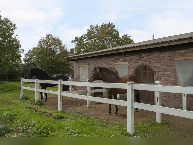 Stables available for Training and students
