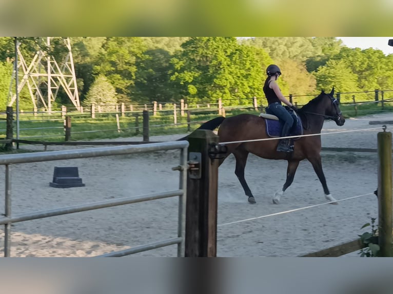 Suche mobilen Reitlehrer
