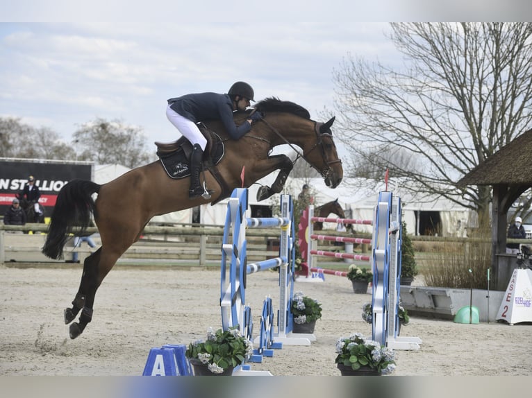 Training with an international show jumper