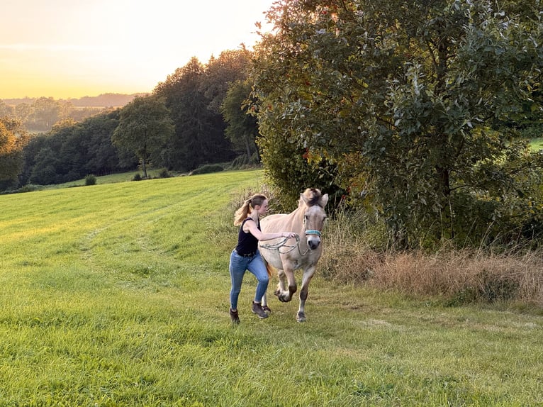 Unterricht in Bodenarbeit / Freiarbeit / Doppellonge / Horsemanship / Geländetraining / Gelassenheit