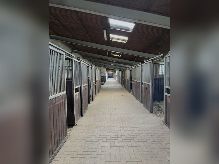 15 ha Reitanlage in Ostseenähe – arrondierte Flächen
