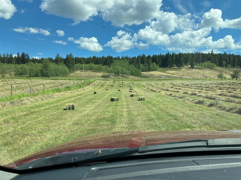 32 ha Hilltop-Ranch. Familien- u. Pferde-Paradies in grandioser Lage. Kanada- British Columbia.