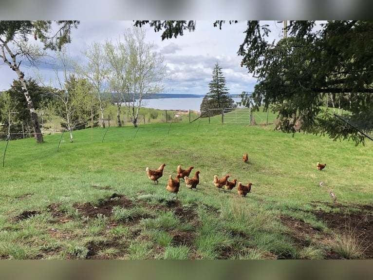 32 ha Hilltop-Ranch. Familien- u. Pferde-Paradies in grandioser Lage. Kanada- British Columbia.