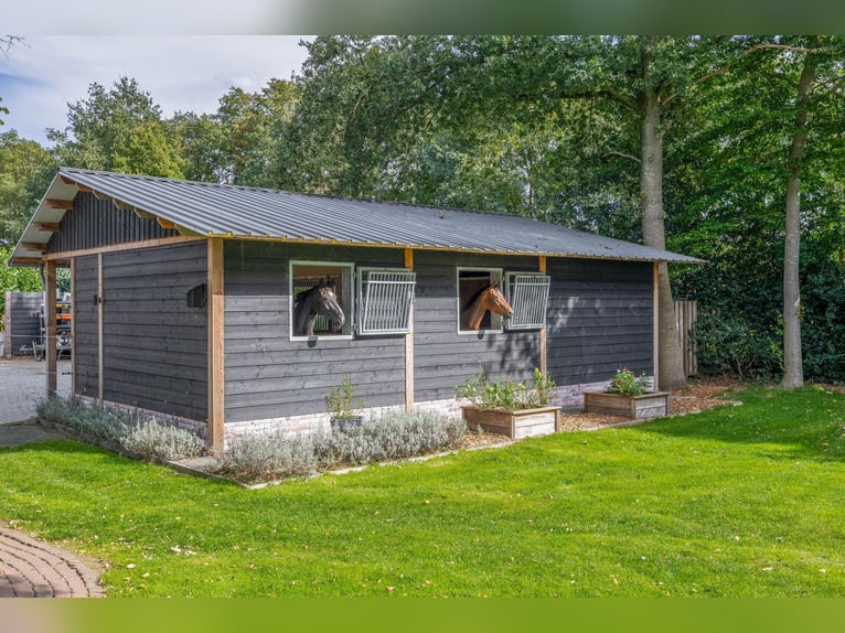 Amazing location for horselovers