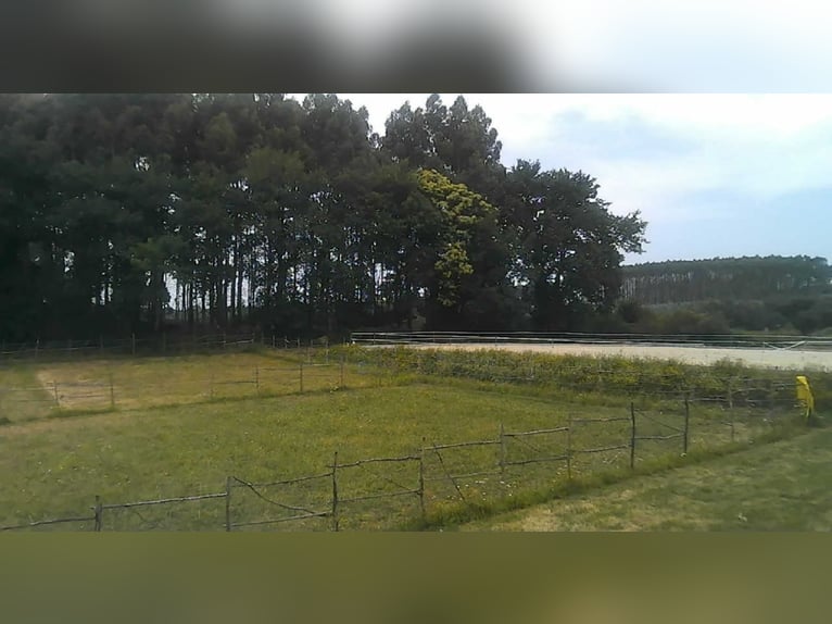 Anwesen mit Haus und privater Reitanlage