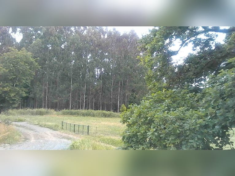 Anwesen mit Haus und privater Reitanlage