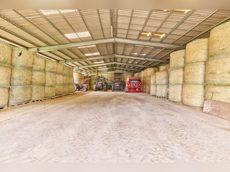 Attraktive Reitanlage in Heidelberg – großzügiges Anwesen mit Reithalle und zwei Wohnhäusern im Grün