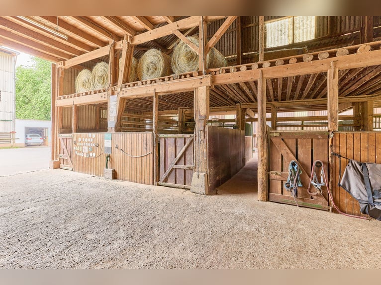 Attraktive Reitanlage in Heidelberg – großzügiges Anwesen mit Reithalle und zwei Wohnhäusern im Grün