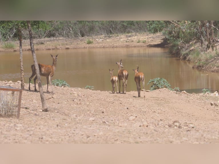 Betrieb für Freizeit und Großwildjagd.