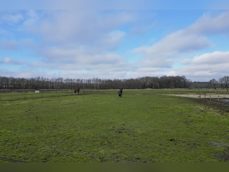 Buskensven 1, Oostrum