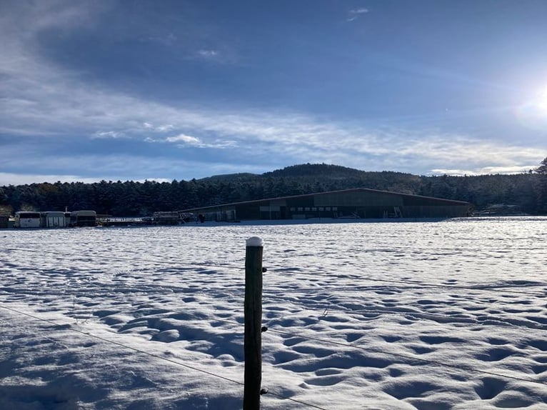 Charmante Reitanlage zwischen Stuttgart und dem Bodensee V11998