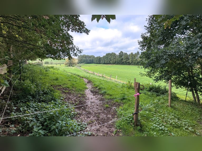 Charmantes Bauernhaus mit artengerechter Pferdehaltung und vielen weiteren Möglichkeiten