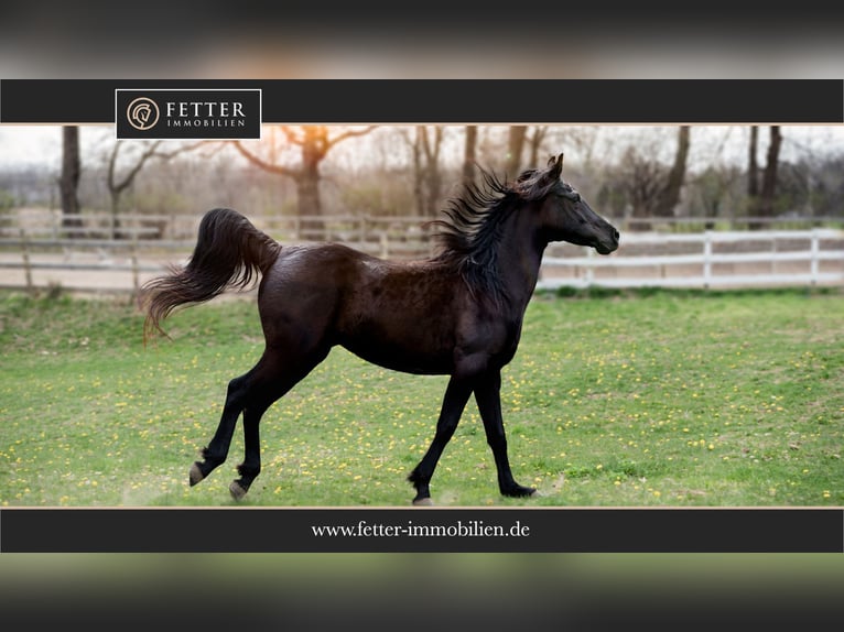 Diskrete Kundensuche – Reitsportanlage im Umkreis Bremen (1 Std. Fahrtzeit) Diskrete Kundensuche – Reitsportanlage im Umkreis Bremen (1 Std. Fahrtzeit)