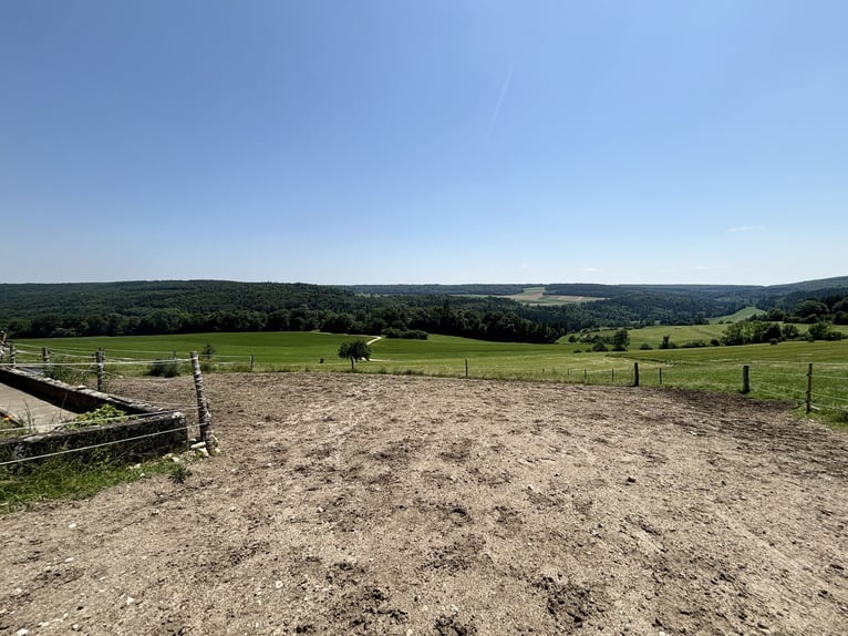 Ein Paradies für Naturliebhaber und Pferdefreunde 