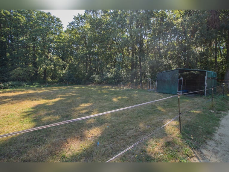 Einfamilienhaus mit Garage, Pferdestall und Reitplatz in der Metelener Heide zum Kauf