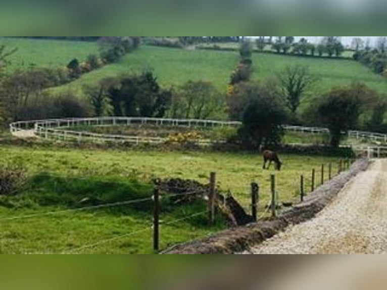 Equestrian Centres for sale in Mallow