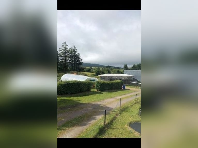 Equestrian Centres for sale in Mallow