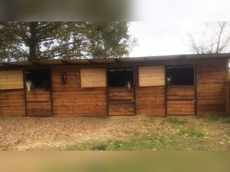 Equestrian property in Italy close to Po Delta Park and 30 minutes to the beach 