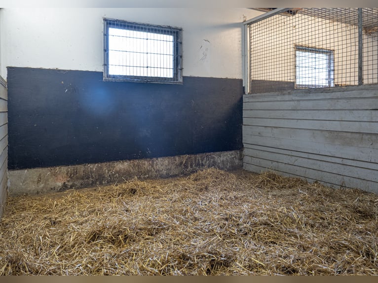 Equestrian Property of Possibilities – Countryside Living with Proximity to Services and Transport