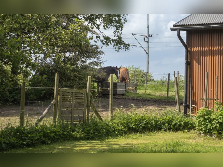 Equestrian Property of Possibilities – Countryside Living with Proximity to Services and Transport
