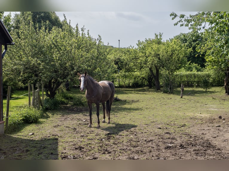 Equestrian Property of Possibilities – Countryside Living with Proximity to Services and Transport