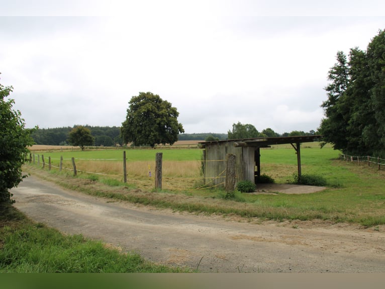 Etablierte Ranch- und Reitanlage – ca. 8 ha arrondierte Fläche – vielseitig nutzbar