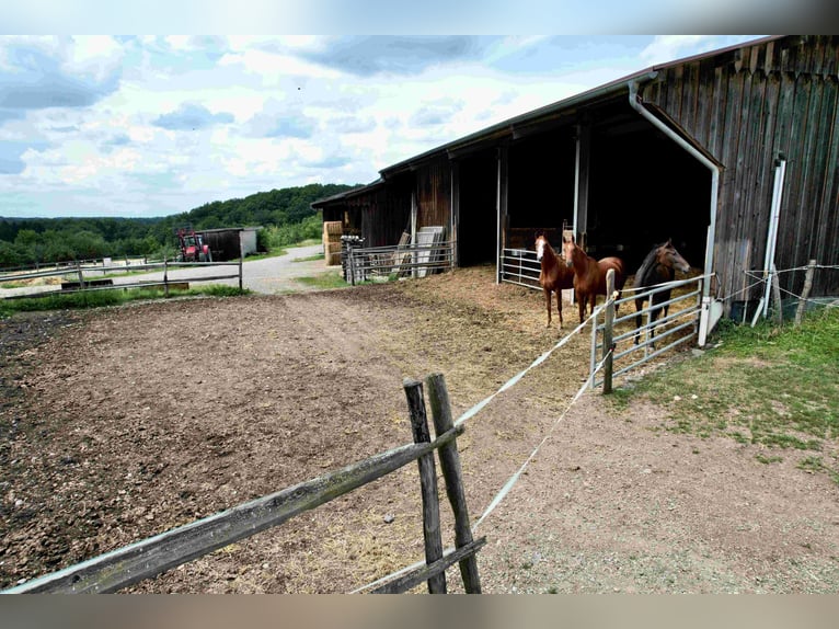 Exklusive Reitanlage im Großraum Nürnberg mit 2 Häusern - Optional weitere Gebäude und Land möglich