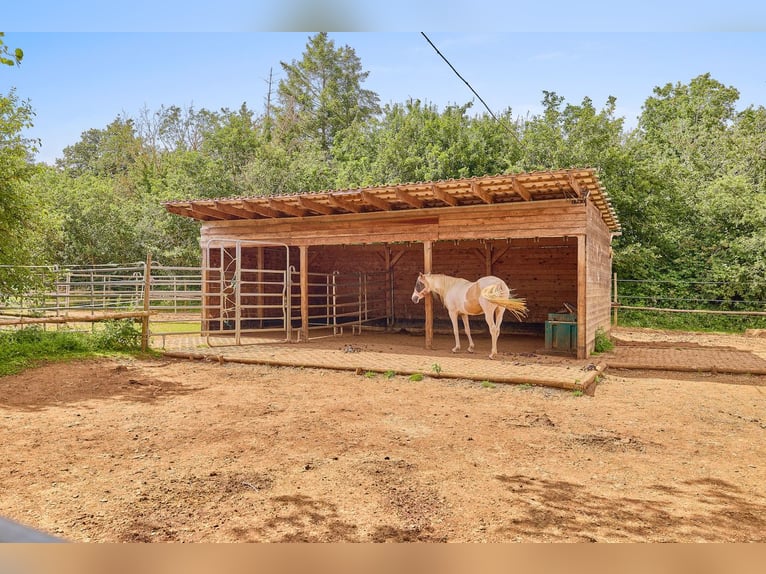 Exklusive Reitanlage in Alleinlage mit atemberaubendem Panoramablick in Rheinland-Pfalz