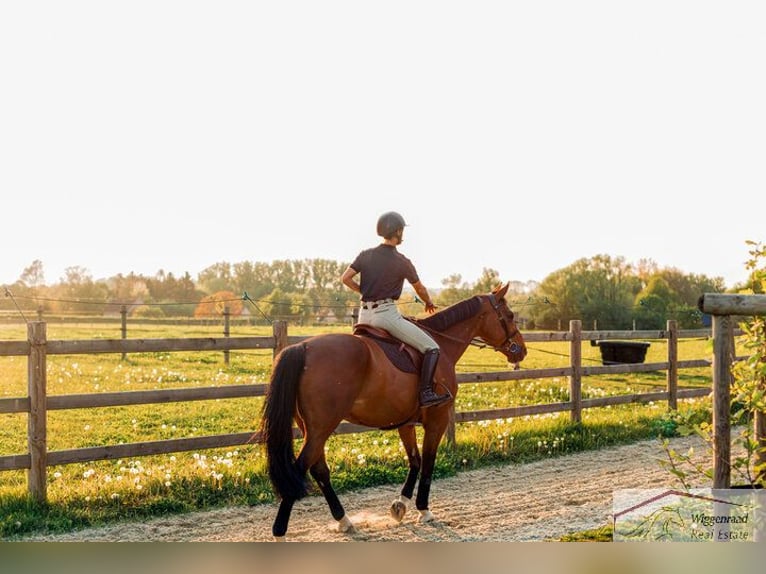 Exklusive Reitanlage mit umfangreicher Ausstattung nähe Düsseldorf NRW