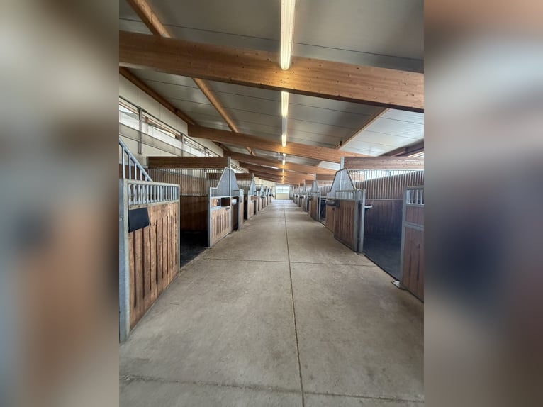 Exklusive Reitsportanlage mit moderner Lagerhalle bei Mühldorf - 388-26