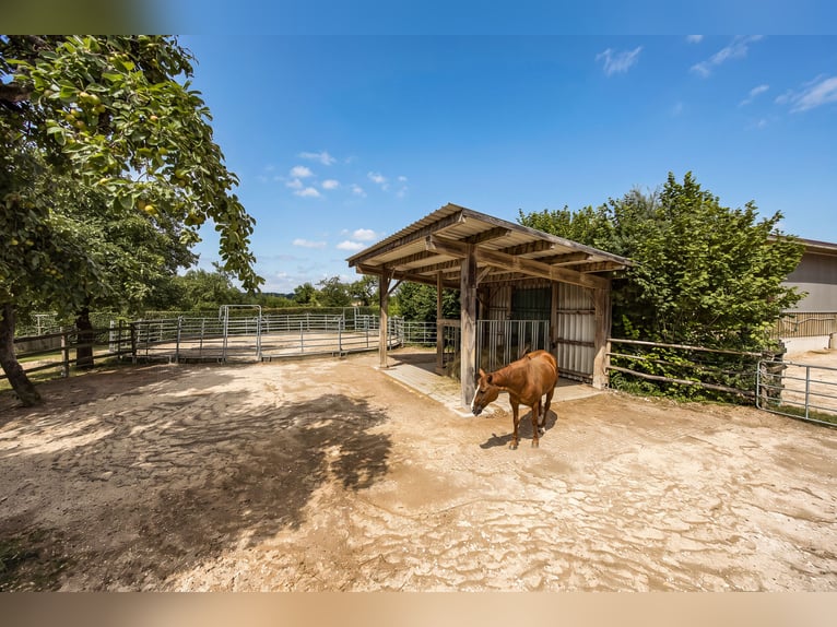 Exklusiver Pferdehof mit preisgekrönt saniertem Jurabauernhaus inklusive nachhaltigem Energiekonzept