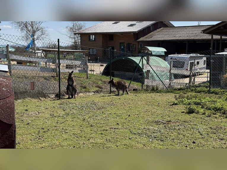 Exklusiver Pferdehof mit Reitanlage & Mehrfamilienhaus – Rendite und Lebensqualität vereint