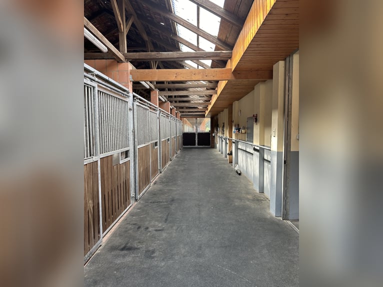 Exklusiver Pferdehof - TOP Ausstattung inkl. Photovoltaikanlage (bisher REHA Zentrum) Niedersachsen Exklusiver Pferdehof - TOP Ausstattung inkl. Photovoltaikanlage (bisher REHA Zentrum) Niedersachsen