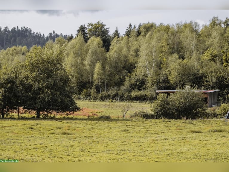Exklusives Reitanwesen in den Vogesen